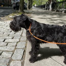 Giant Schnauzer and Miniature Schnauzer All Grown Up from Kalidor Kennels