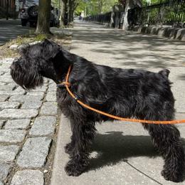 Giant Schnauzer and Miniature Schnauzer All Grown Up from Kalidor Kennels