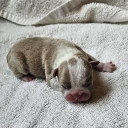 LILAC Male - Lilac male Boston Terrier puppy in Elkland, Missouri from Tellier's AKC Boston Terriers Missouri