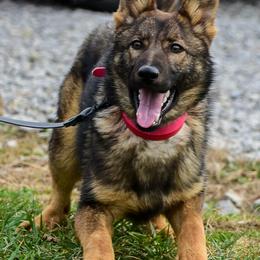 Mayhem - Sable female German Shepherd puppy in Clarkrange, Tennessee from Vom Wolff