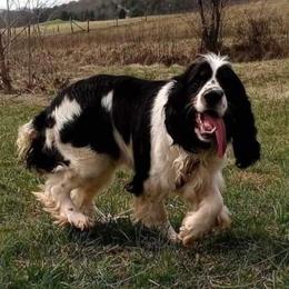 English Springer Spaniels from Springer's Journey Spaniels