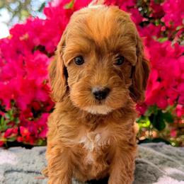 Glin - Red female Australian Labradoodle puppy in Estacada, Oregon from Pine Lodge Labradoodles