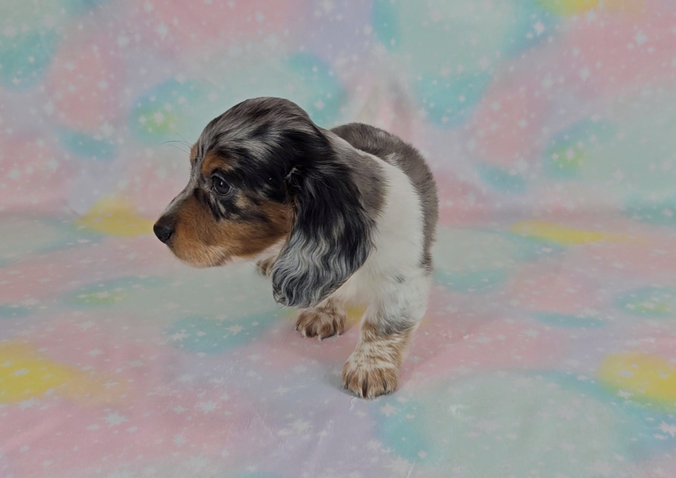 Dachshund Puppies from Newbern's Nuggets