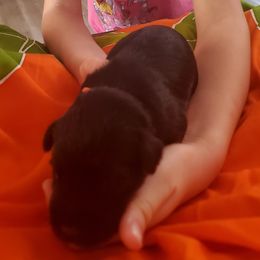 Boy 2 - Black male Miniature Schnauzer puppy in Fresno, California from Findell Kennel, LLC