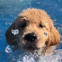 Golden Retriever Puppies from Dune Grass Goldens