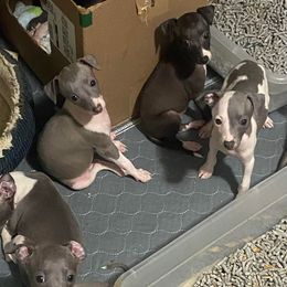 Basenji and Italian Greyhound Puppies from Khani's Basenjis and Italian Greyhounds