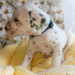 Dalmatian and Poodle Puppies from Reeves Family Standards