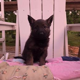 Fern - Sable female German Shepherd puppy in Cave City, Arkansas from Bayou Valley Shepherds and American Hunt Terriers