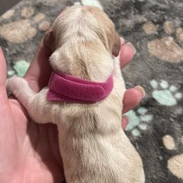 Dark Pink Female - Lemon and white female Basset Hound puppy in Temple, Texas from Southern Rose Bassets