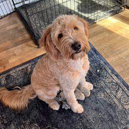 Sadie - Aussiedoodle