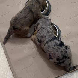 Sheepadoodle Puppies from Sarah Pearl’s Mini Sheepadoodles
