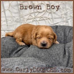 Brown Boy - Red  male Goldendoodle puppy in Taneytown, Maryland from Curlydoodles
