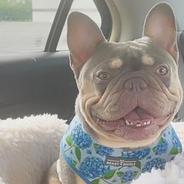 Tallulah - French Bulldog