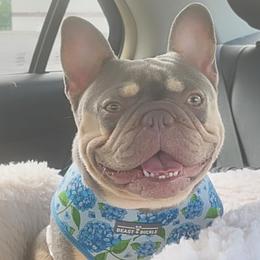 Tallulah - French Bulldog