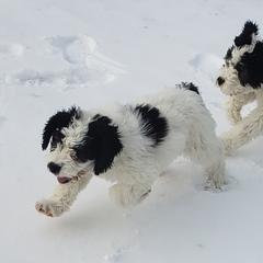 Saint Berdoodles from Britcher Breeders