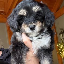 Cascade - Black and white female Sheepadoodle puppy in Roseburg, Oregon from Sharon’s Sheepadoodle’s