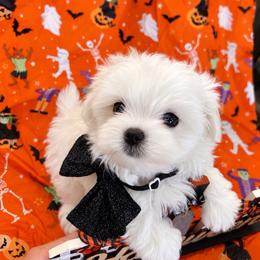 Timmy - White male Maltese puppy in Upland, California from Prime Paradise Kennel