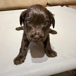 Mint Girl - Chocolate female Australian Labradoodle puppy in West Union, South Carolina from Golden Corner Labradoodles, LLC