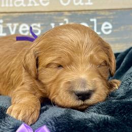 Purple Female - Apricot female Goldendoodle puppy in Great Falls, Montana from Montana Goldendoodles