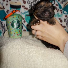 Nitro - Black and red male German Shepherd puppy in Charlotte, North Carolina from In Stride Shepherds