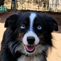 Bandit - Toy Australian Shepherd