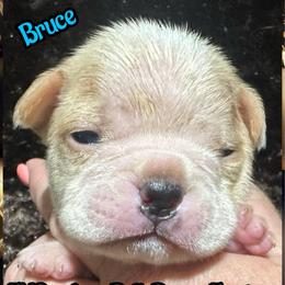 Bruce - Red male Boston Terrier puppy in Brazos Point, Texas from TX Southern Belle Bostons