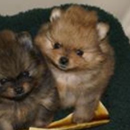 Pomeranian Puppies from Dreamweaver Poms