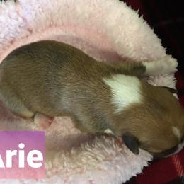 Pembroke Welsh Corgi Puppies from Whimsical Treasure Corgis