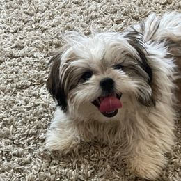 Shih Tzus from Veronica's Shih Tzus