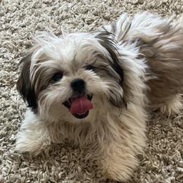 Shih Tzus from Veronica's Shih Tzus