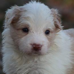Gold female 1 - Gold female Border Collie puppy in Tylertown, Mississippi from Cool Meadow Farms
