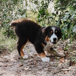 Australian Shepherd Puppies from Swamp Puppy Canine Kennel