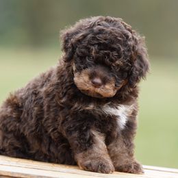Coco - Brown female Lagotto Romagnolo puppy in Seymour, Missouri from Terra Incognita