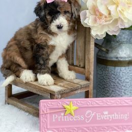 Aussiedoodle and Australian Shepherd Puppies from Dunroamin Farms Australian Shepherds and Aussiedoodles