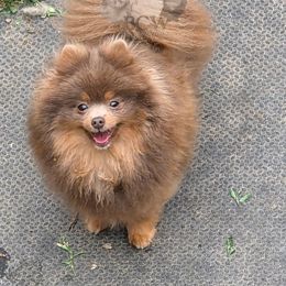 Noelle - Pomeranian