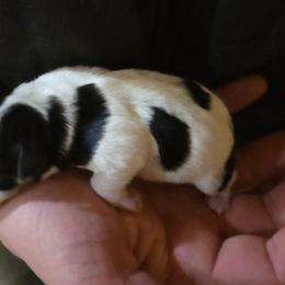 Rocky - Parti male Miniature Schnauzer puppy in Elgin, Iowa from Firefly Stables