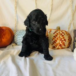 Pumpkin - Black female Goldendoodle puppy in Cedartown, Georgia from Loyal Doodles
