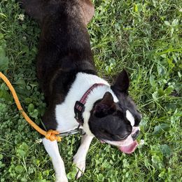 Louie - Boston Terrier