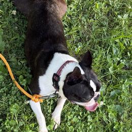 Louie - Boston Terrier