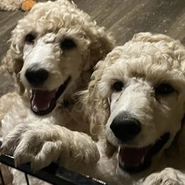 Poodles from Schrecengost Hobby Farm
