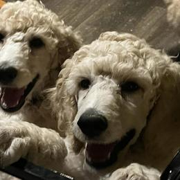 Poodles from Schrecengost Hobby Farm