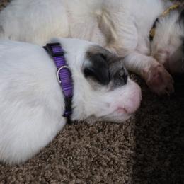 Girl 2 - White and badger female Great Pyrenees puppy in Ruthven, Iowa from Whispering Heights Ranch