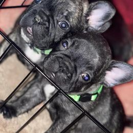 French Bulldogs from Dieguez Frenchies crew