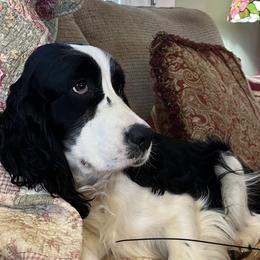 Olivia - English Springer Spaniel