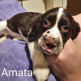 English Springer Spaniel Puppies from Brambleberry Springers