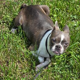 Alaska - Boston Terrier