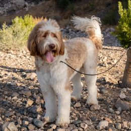 Marvel - Golden Mountain Doodle