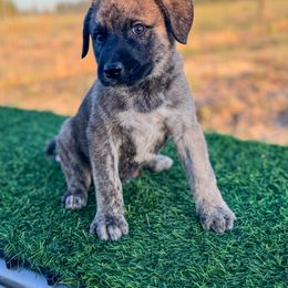 4D Buckle Up (Brown) - Brindle male Anatolian Shepherd Dog puppy in Spokane, Washington from 4D Cattle Dogs