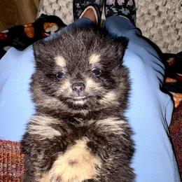 Toast - Black male Pomeranian puppy in Gilmer, Texas from Fairchild Fancy Pomeranians and Coachella Pomeranians