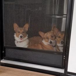 Pembroke Welsh Corgis from Kathy Ulrichs Pembroke Welsh Corgi